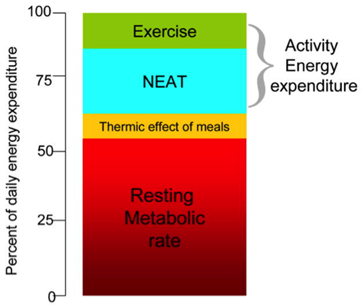 RMR and daily energy requirements